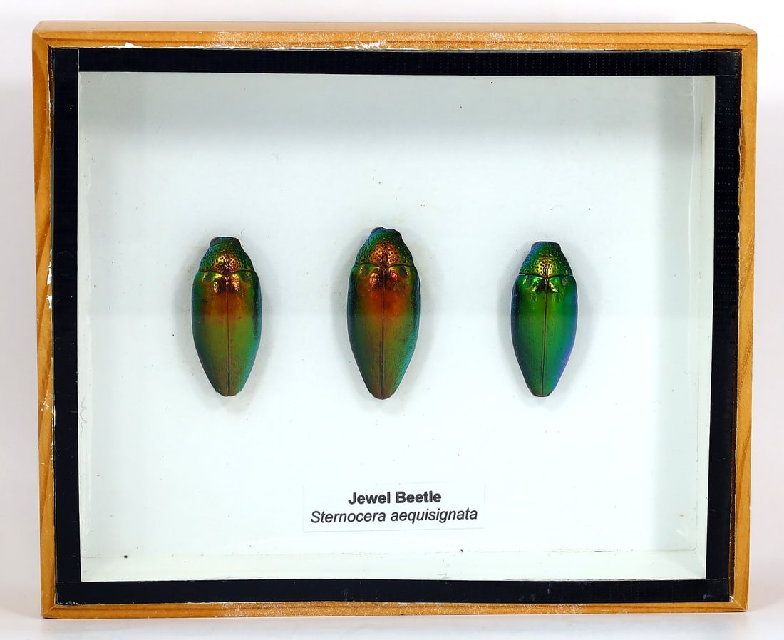 Preserved Taxidermy of Jewel Beetle Insect Bug Specimen: 15.5x13cm Weight: 184 grams