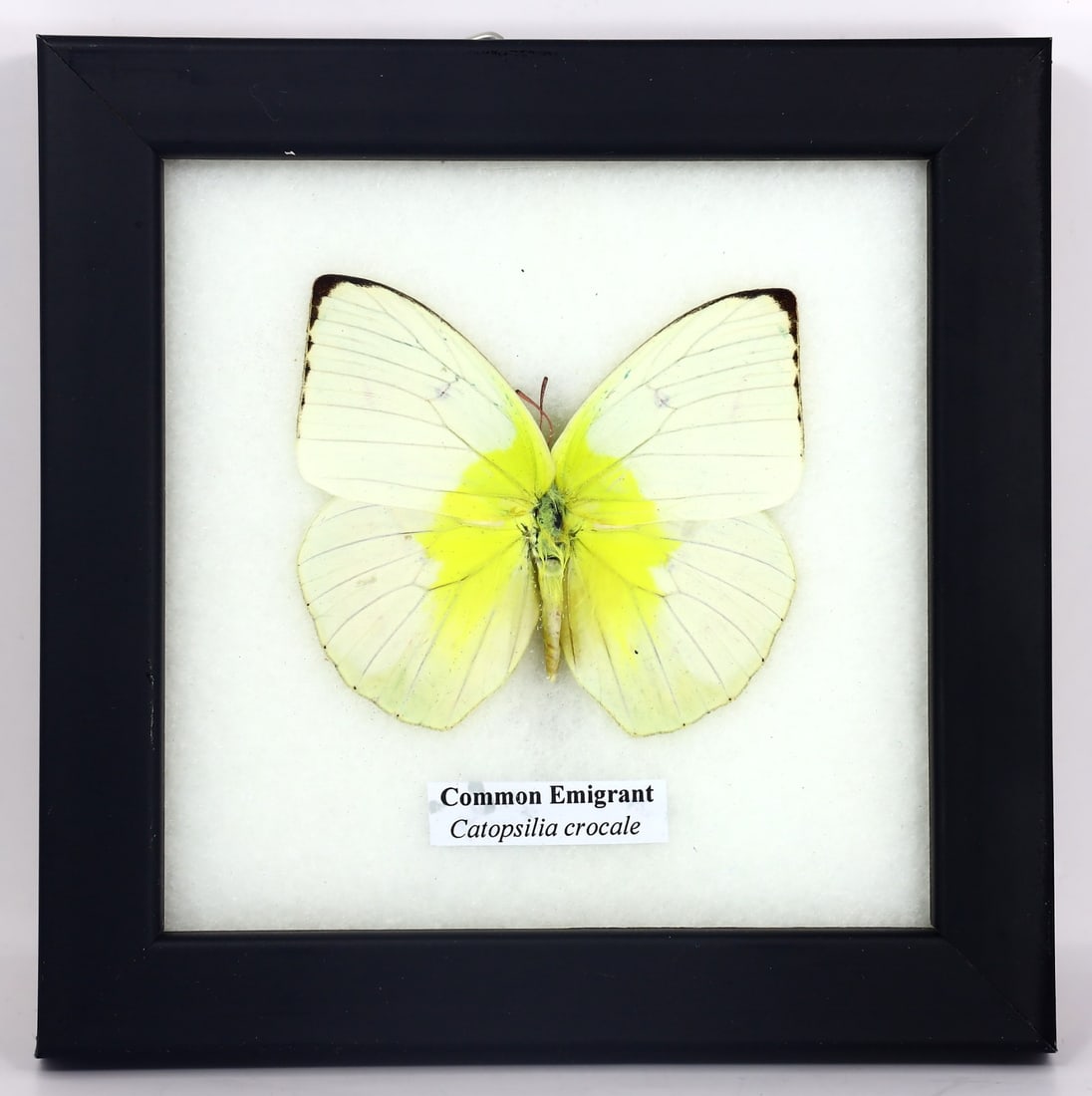 Preserved Taxidermy of Rajah Common Emigrant Butterfly Insect Bug Specimen: 12.5x12.5cm Weight: 106 grams