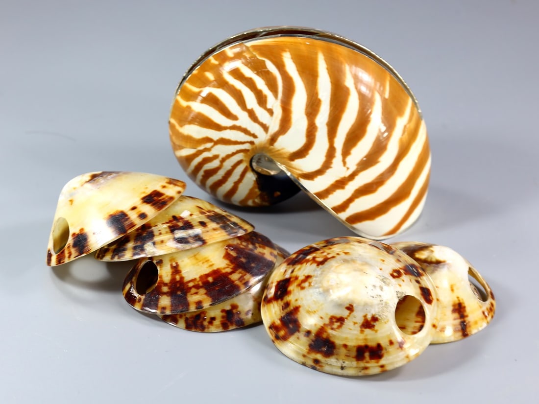 Natural 4.5" inch Nautilus Shell with Silver Plated Bubble Design Place Card Holder (1 of 3)