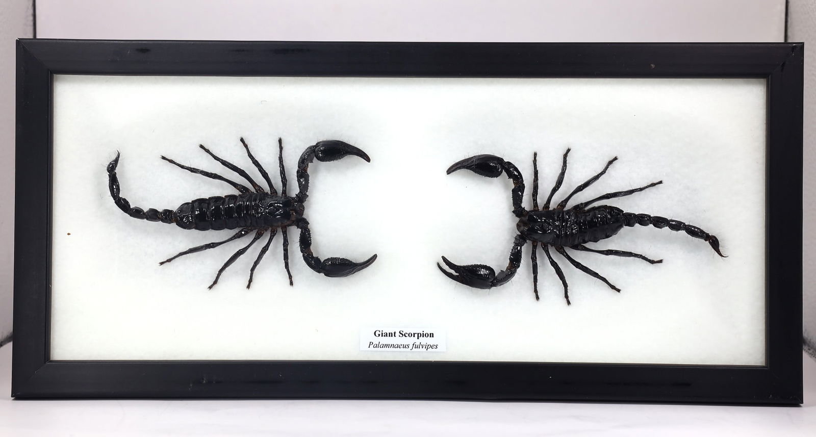 Preserved Taxidermy of Giant Scorpion Insect Bug Specimen (1 of 3)