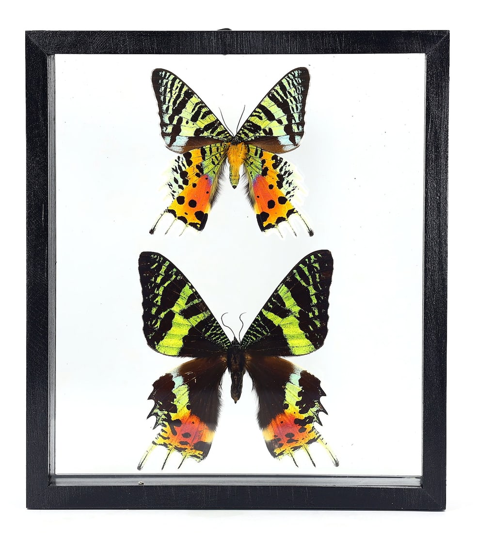 Preserved Taxidermy of Madagascar Urania Ripheus Sunset Moth Butterfly Insect Bug Specimen: 20x18cm Weight: 400 grams