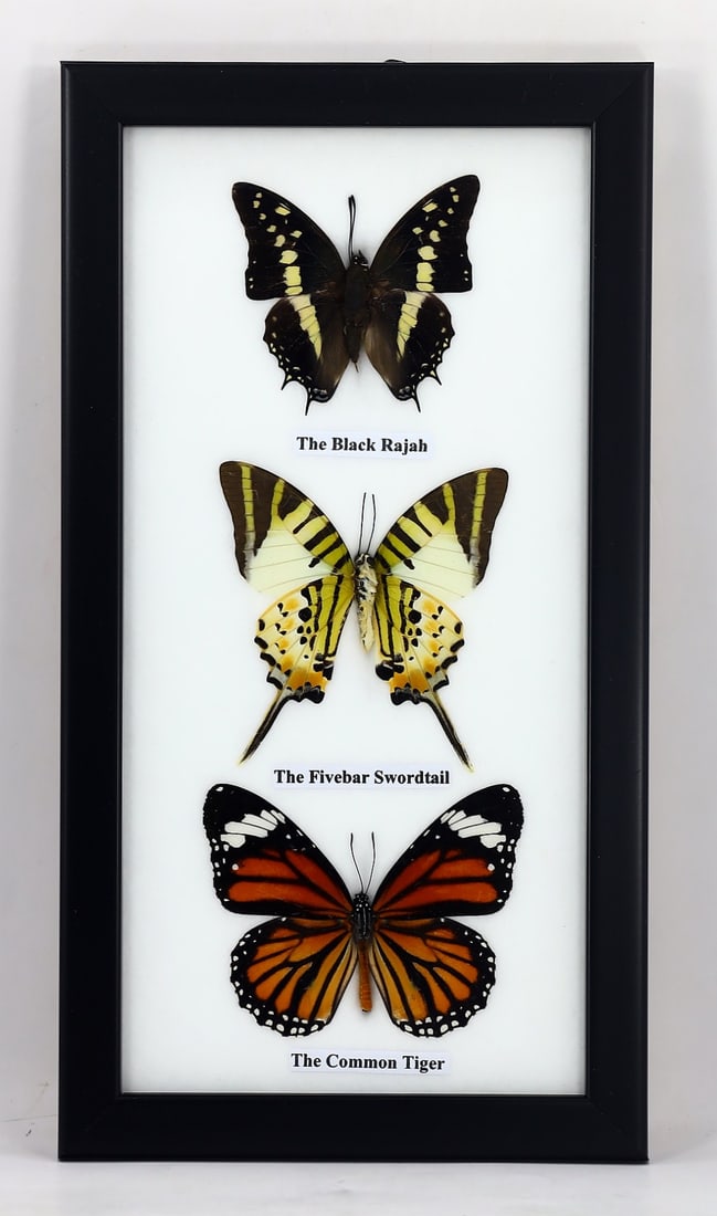 Preserved Taxidermy of Mixed Butterfly Insect Bug Specimen: 25x13cm Weight: 210 grams