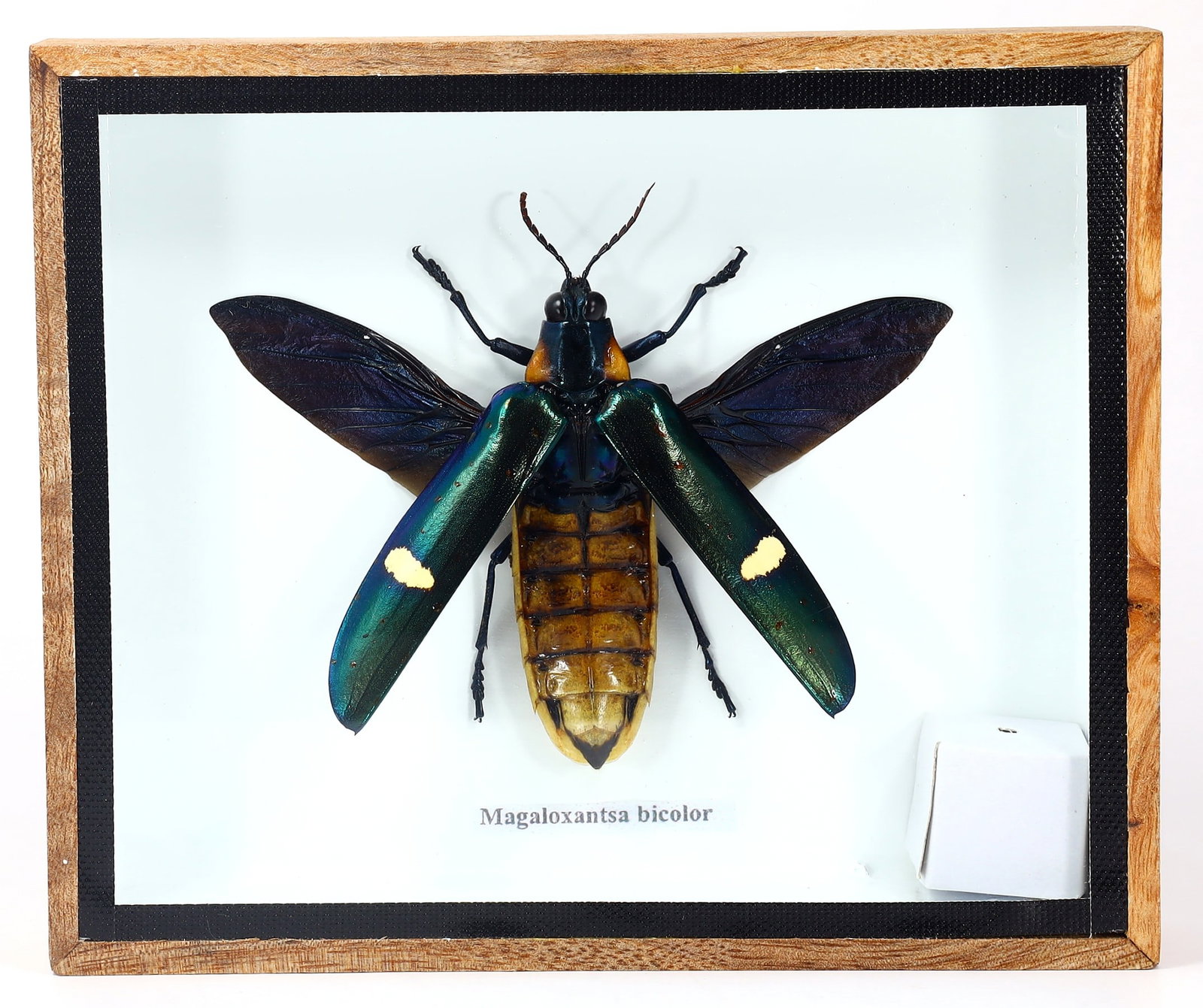 Preserved Taxidermy of Magaloxantsa Bicolor Insect Bug Specimen: 15x12.5cm Weight: 201 grams