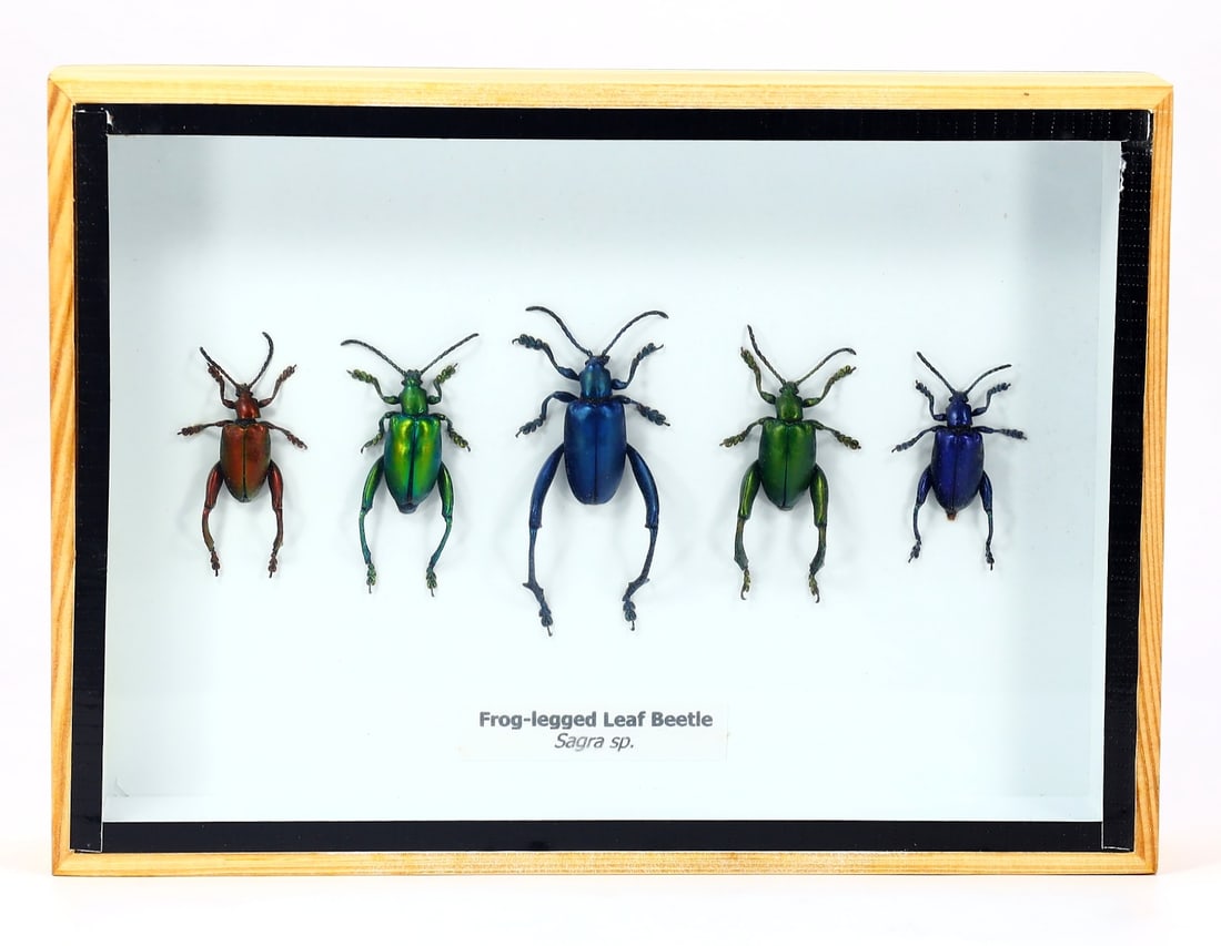 Preserved Taxidermy of Frog-legged Leaf Beetle Insect Bug Specimen: 18x13cm Weight: 238 grams