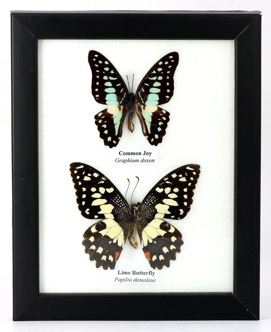 Preserved Taxidermy of Common Jay & Lime Butterfly Insect Bug Specimen: 17.5x13.5cm Weight: 162 grams