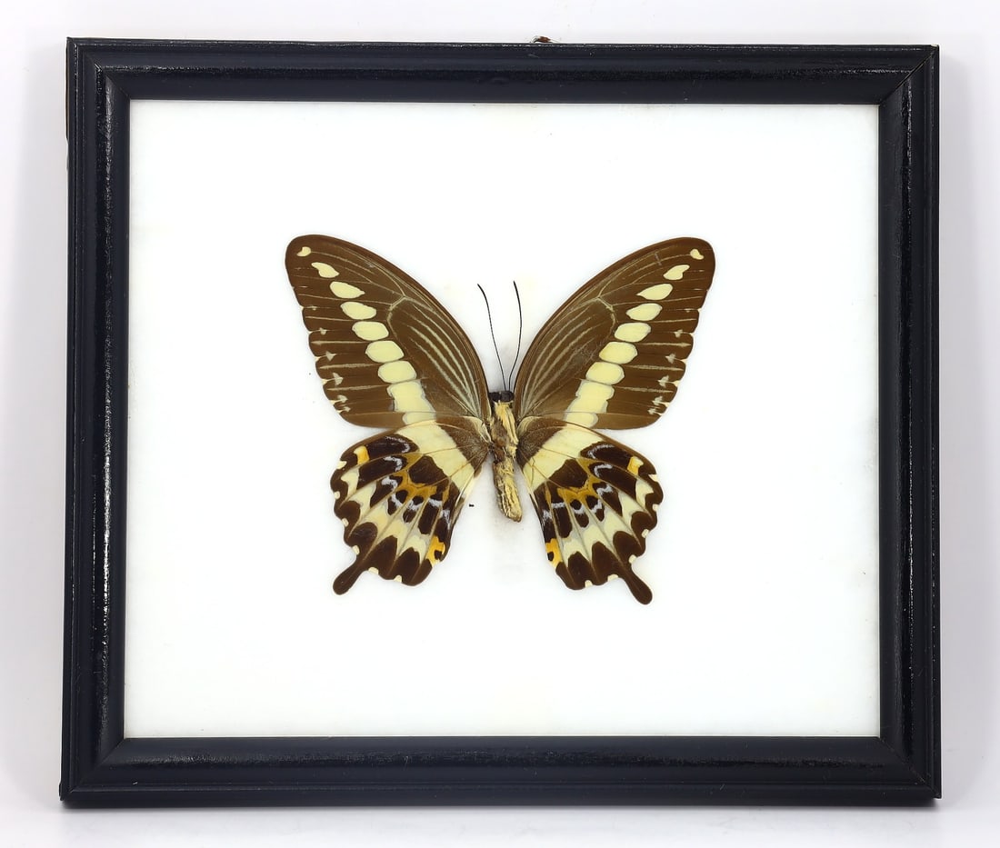 Preserved Taxidermy of Gigon Yellow Stripe Swallowtail Butterfly Insect Bug Specimen: 20x17cm Weight: 215 grams