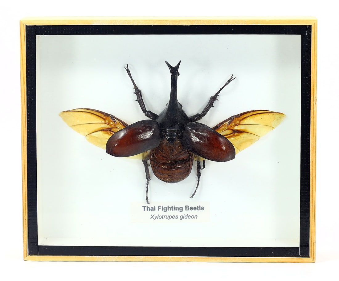 Preserved Taxidermy of Thai Fighting Beetle Insect Bug Specimen: 15.5x13cm Weight: 186 grams