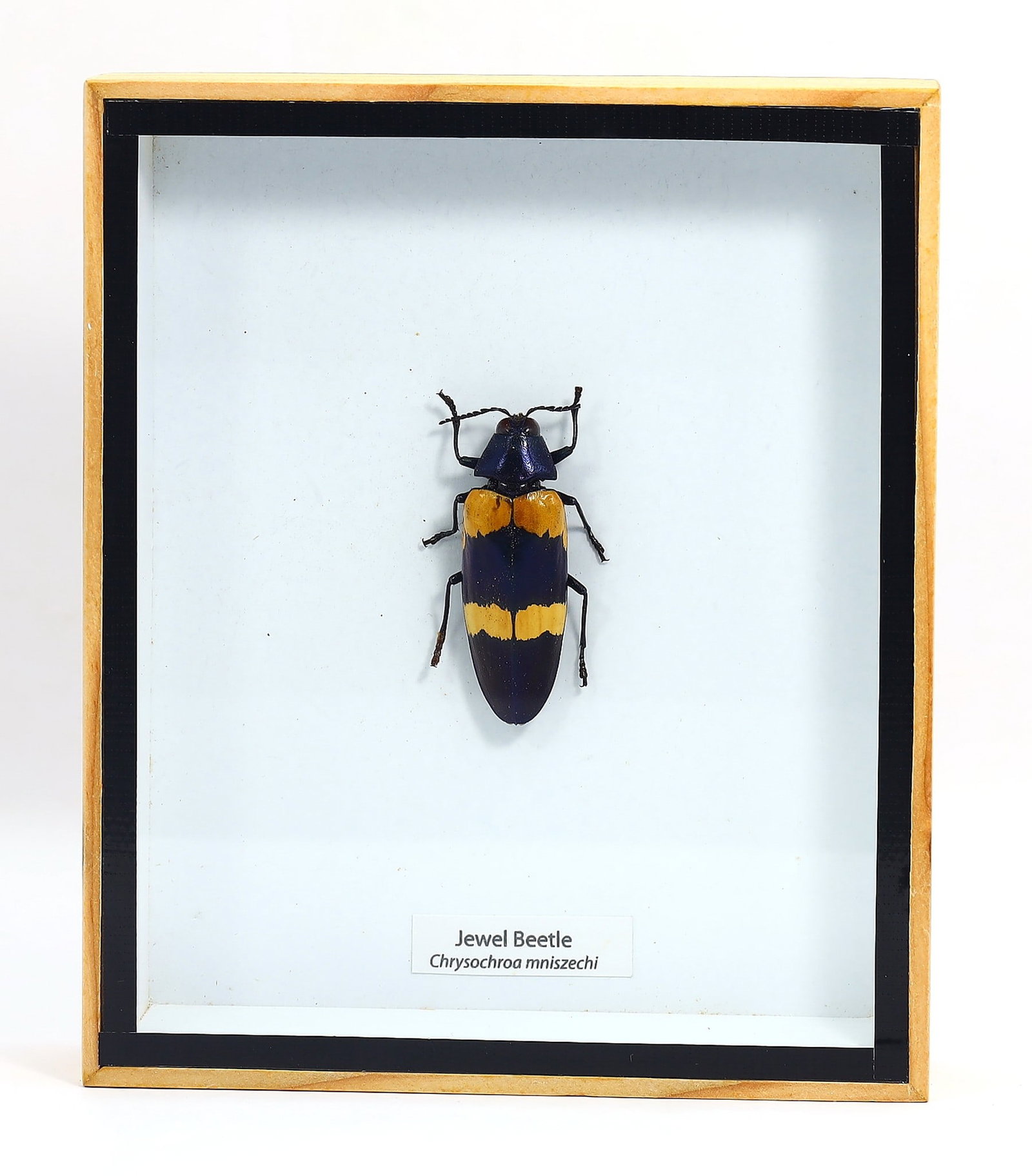 Preserved Taxidermy of Jewel Beetle Insect Bug Specimen: 15x12.5cm Weight: 187 grams