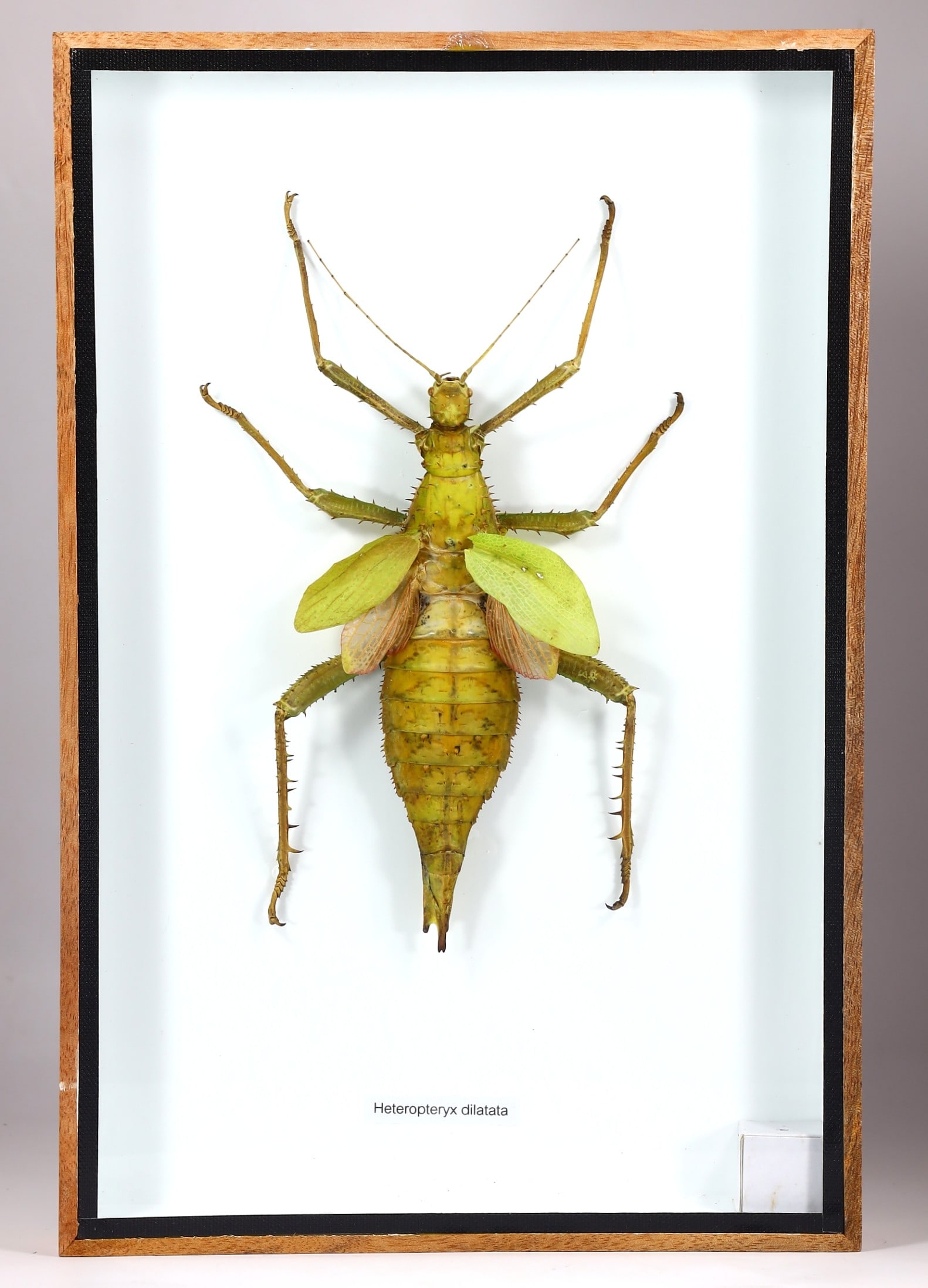 Preserved Taxidermy of Heteropteryx Dilatata Insect Bug Specimen: 30.5x20cm Weight: 554 grams