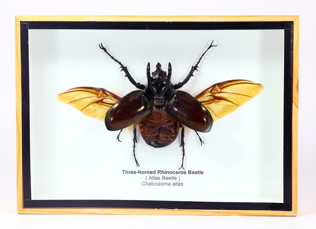 Preserved Taxidermy of Three-horned Rhinoceros Beetle Insect Bug Specimen: 18x13cm Weight: 216 grams