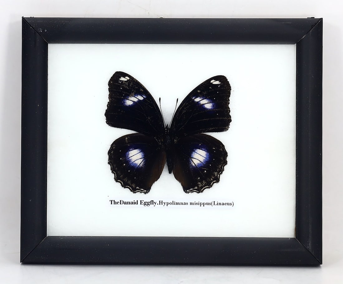 Preserved Taxidermy of The Danaid Eggfly Butterfly Insect Bug Specimen: 15x12cm Weight: 120 grams