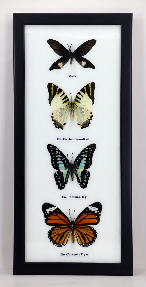 Preserved Taxidermy of Mixed Butterfly Insect Bug Specimen: 32x15cm Weight: 300 grams