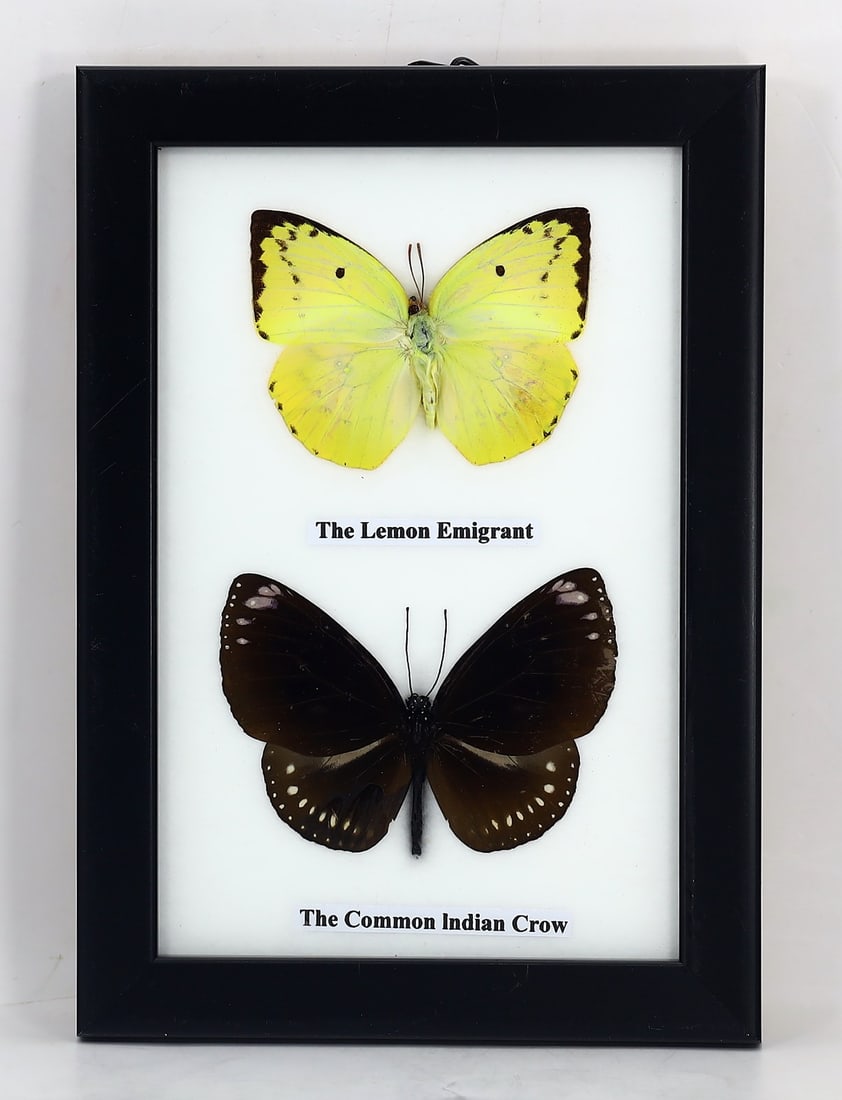 Preserved Taxidermy of The Lemon Emigrant & The Common lmdian Crow Butterfly Insect Bug Specimen (1 of 3)