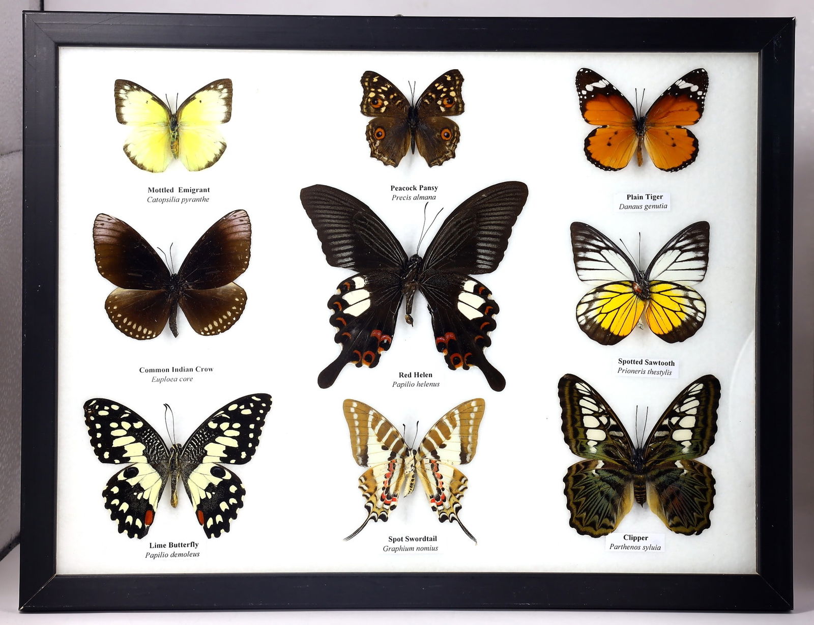 Preserved Taxidermy of Mixed Butterfly Insect Bug Specimen (1 of 4)