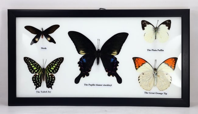 Preserved Taxidermy of Mixed Butterfly Insect Bug Specimen: 32x17cm Weight: 340 grams