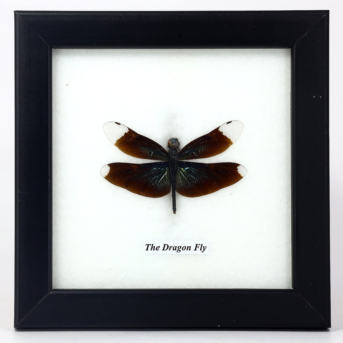 Preserved Taxidermy of The Dragon Fly Insect Bug Specimen: 12.5x12.5cm Weight: 104 grams