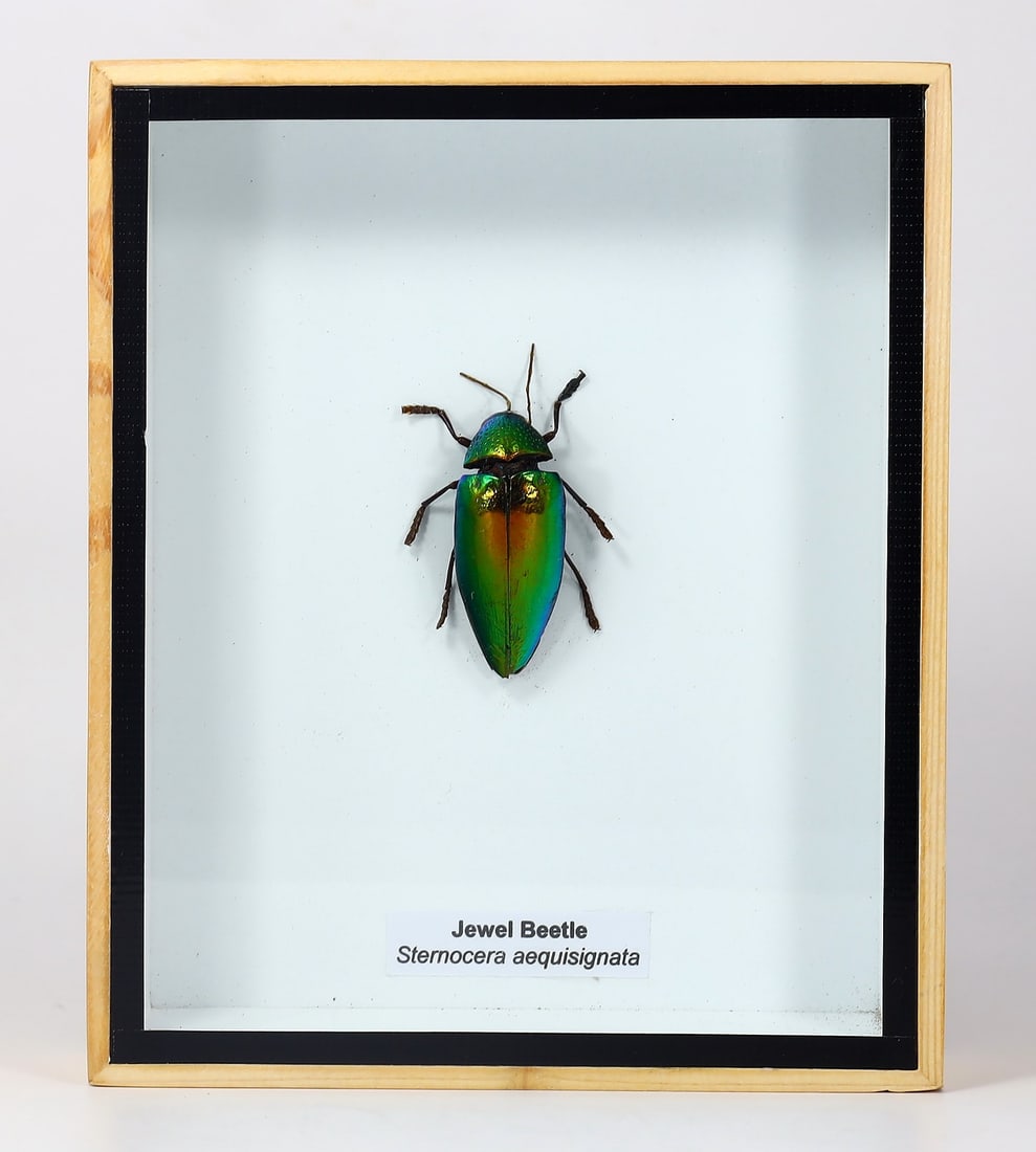 Preserved Taxidermy of Jewel Beetle Insect Bug Specimen: 15.5x13cm Weight: 190 grams