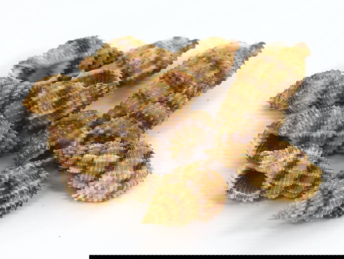 Collection Group Of Urosalpinx Cinerea Atlantic Oyster Drill Sea Shell