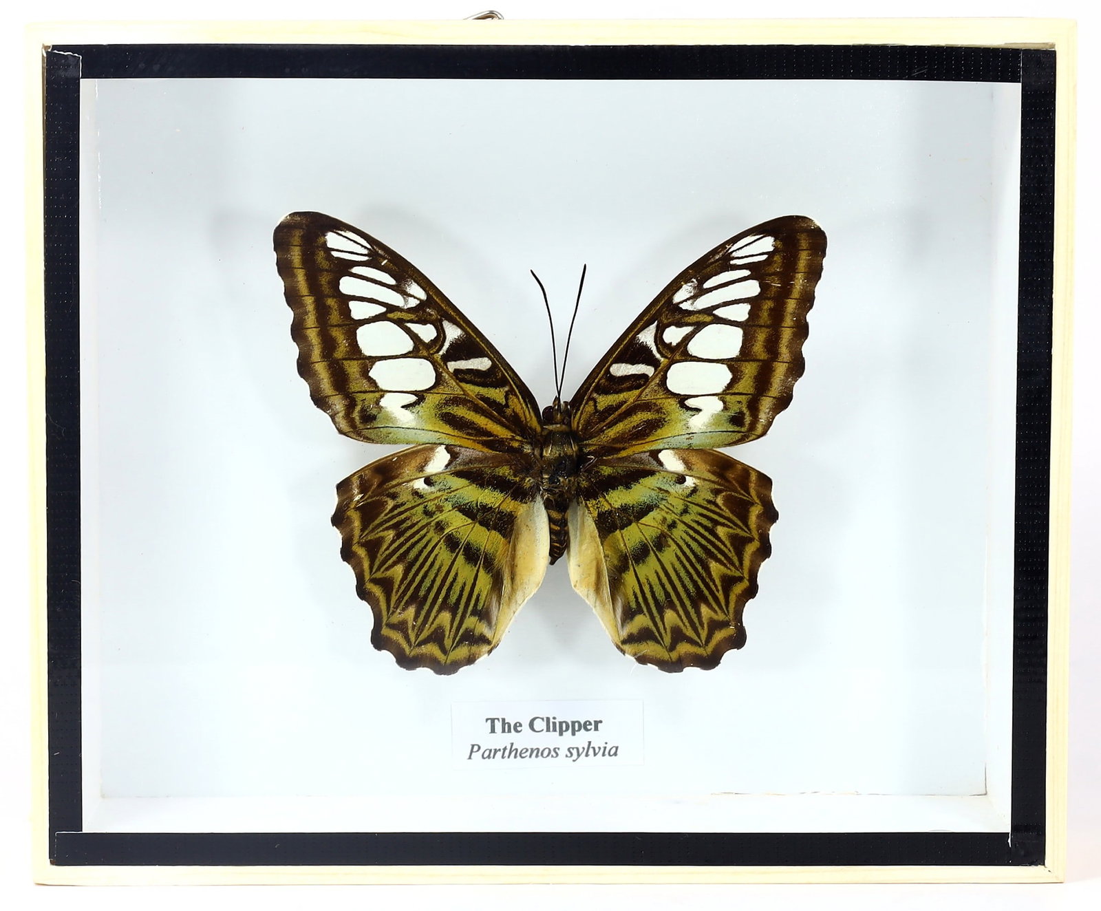 Preserved Taxidermy of The Cipper Butterfly Insect Bug Specimen: 15.5x13cm Weight: 208 grams