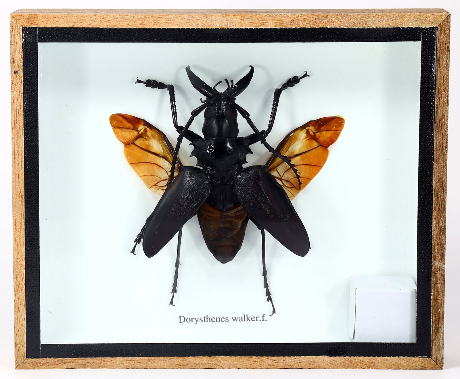 Preserved Taxidermy of Dorysthenes Walker.f. Insect Bug Specimen: 15.5x13cm Weight: 208 grams