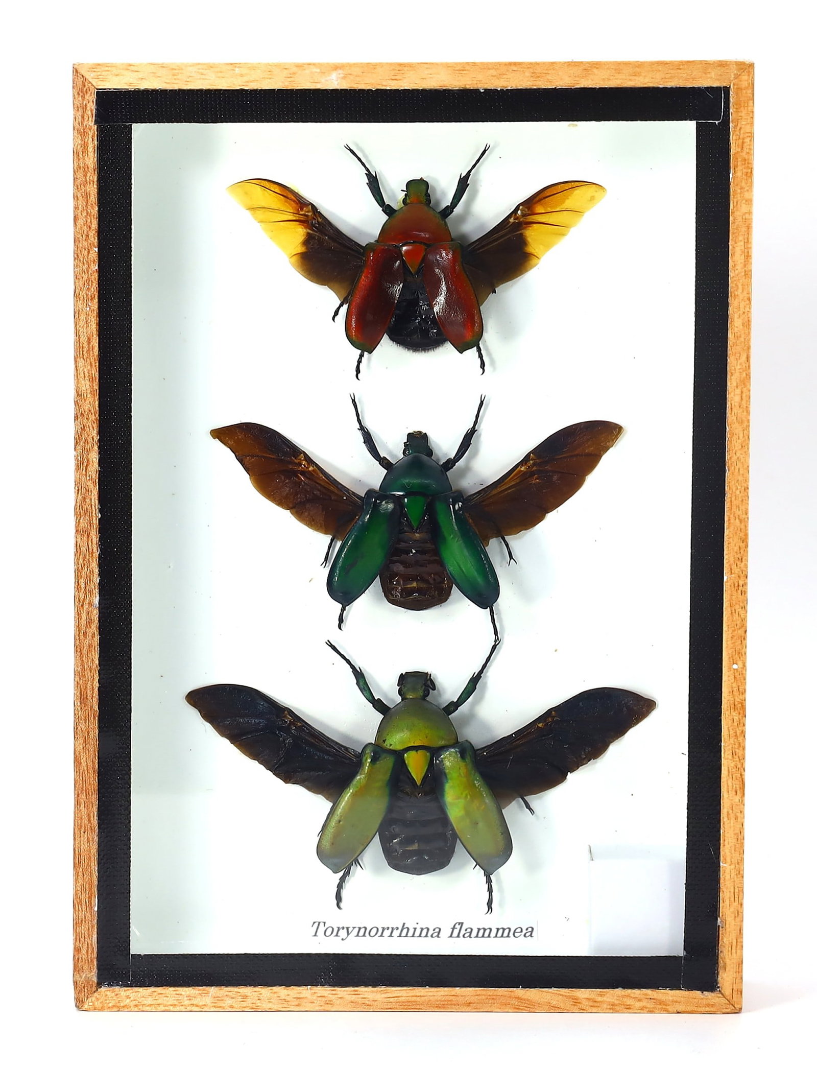 Preserved Taxidermy of Torynorrhina flammea Insect Bug Specimen: 17.5x12.5cm Weight: 210 grams