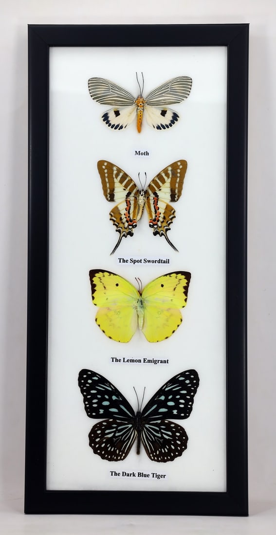 Preserved Taxidermy of Mixed Butterfly Insect Bug Specimen: 32x15cm Weight: 300 grams