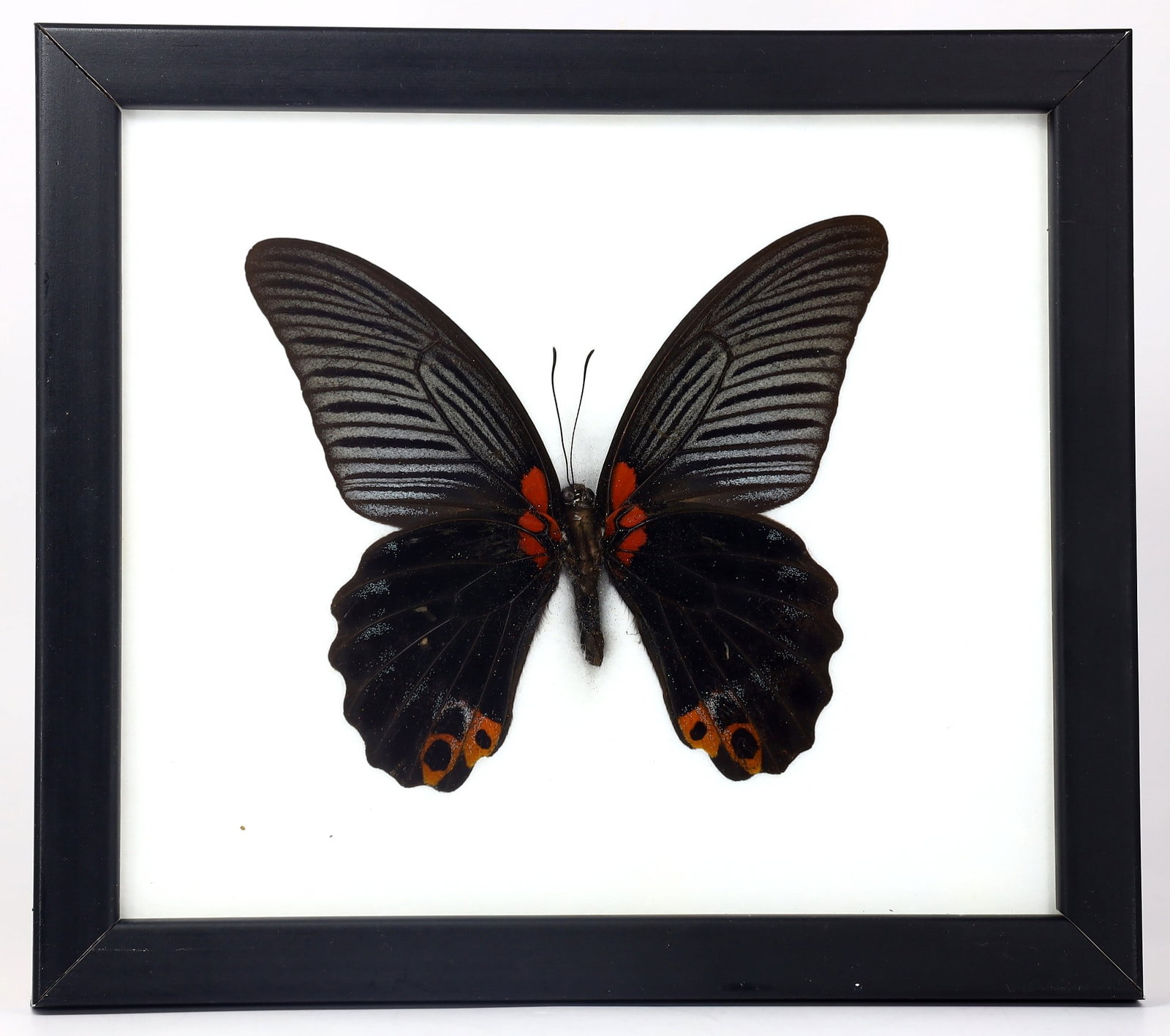 Preserved Taxidermy of Great Mormon Butterfly Insect Bug Specimen: 20x17.5cm Weight: 230 grams