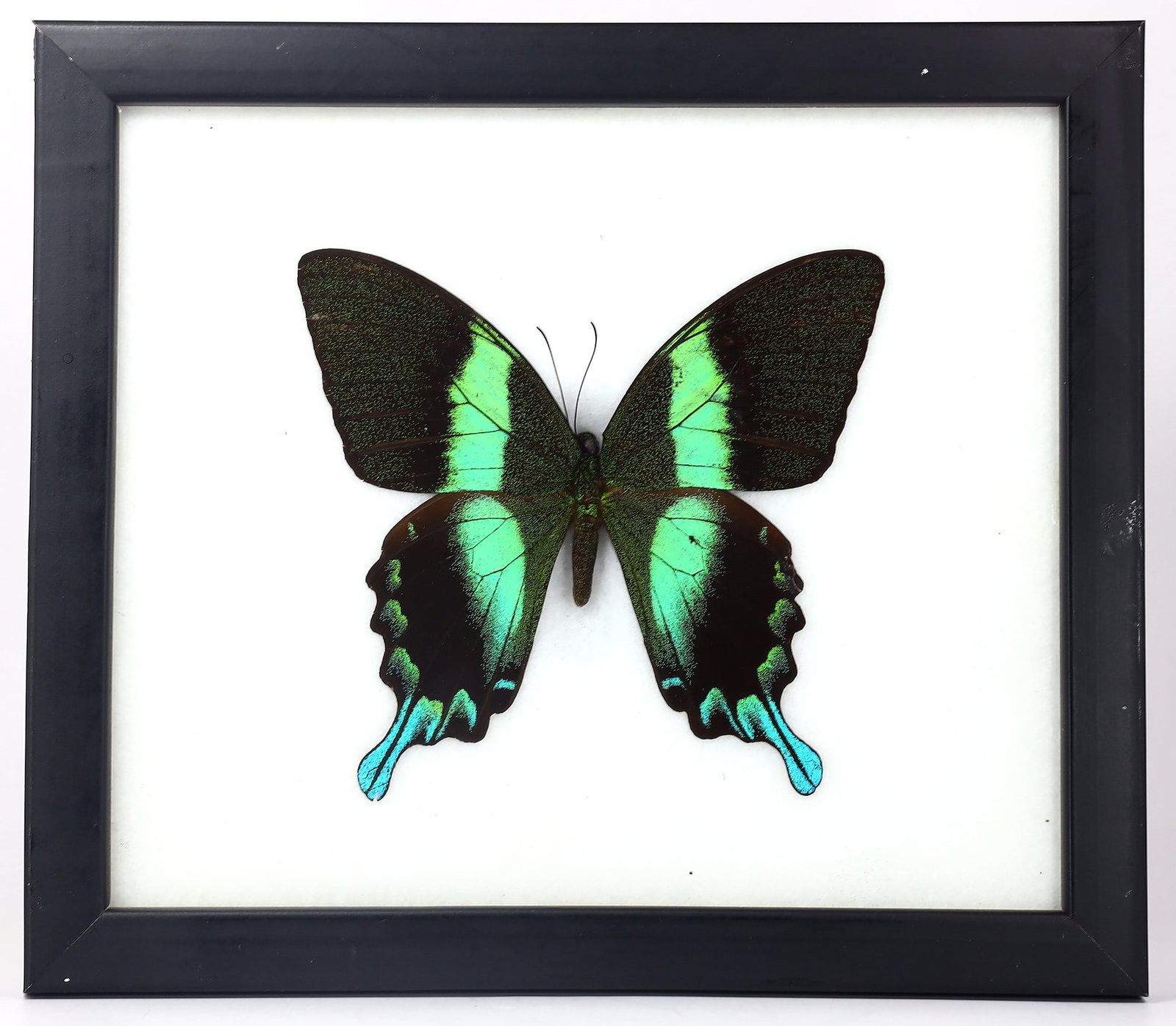 Preserved Taxidermy of Majestic Green Swallowtail Butterfly Insect Bug Specimen: 17.5x20cm Weight: 228 grams