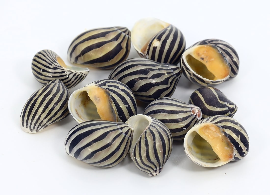 Collection of 12 Zebra Nerite Snail Trochidae Top Snails Shell: 2.5x2cm Weight: 32 grams