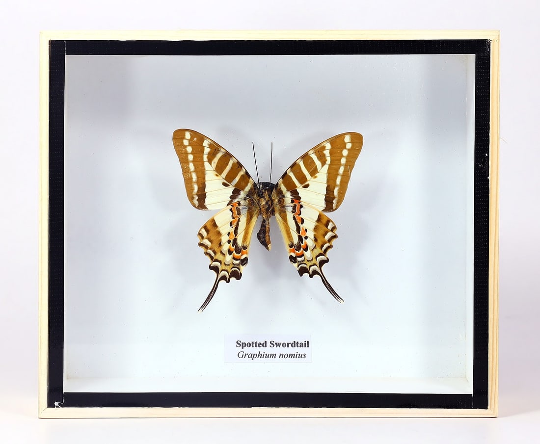 Preserved Taxidermy of Spotted Swordtail Butterfly Insect Bug Specimen (1 of 2)