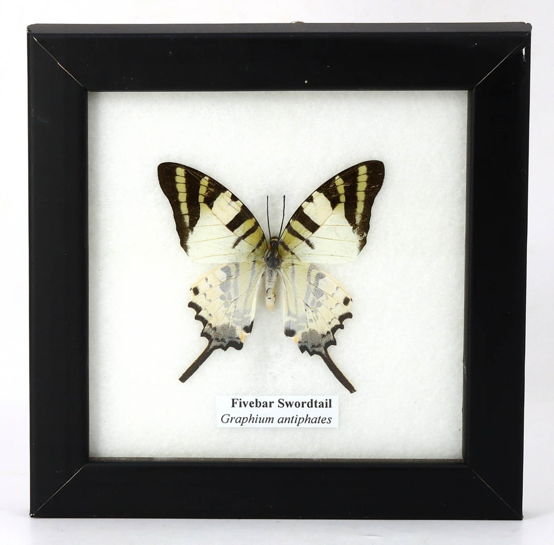 Preserved Taxidermy of Fivebar Swordtail Butterfly Insect Bug Specimen (1 of 3)