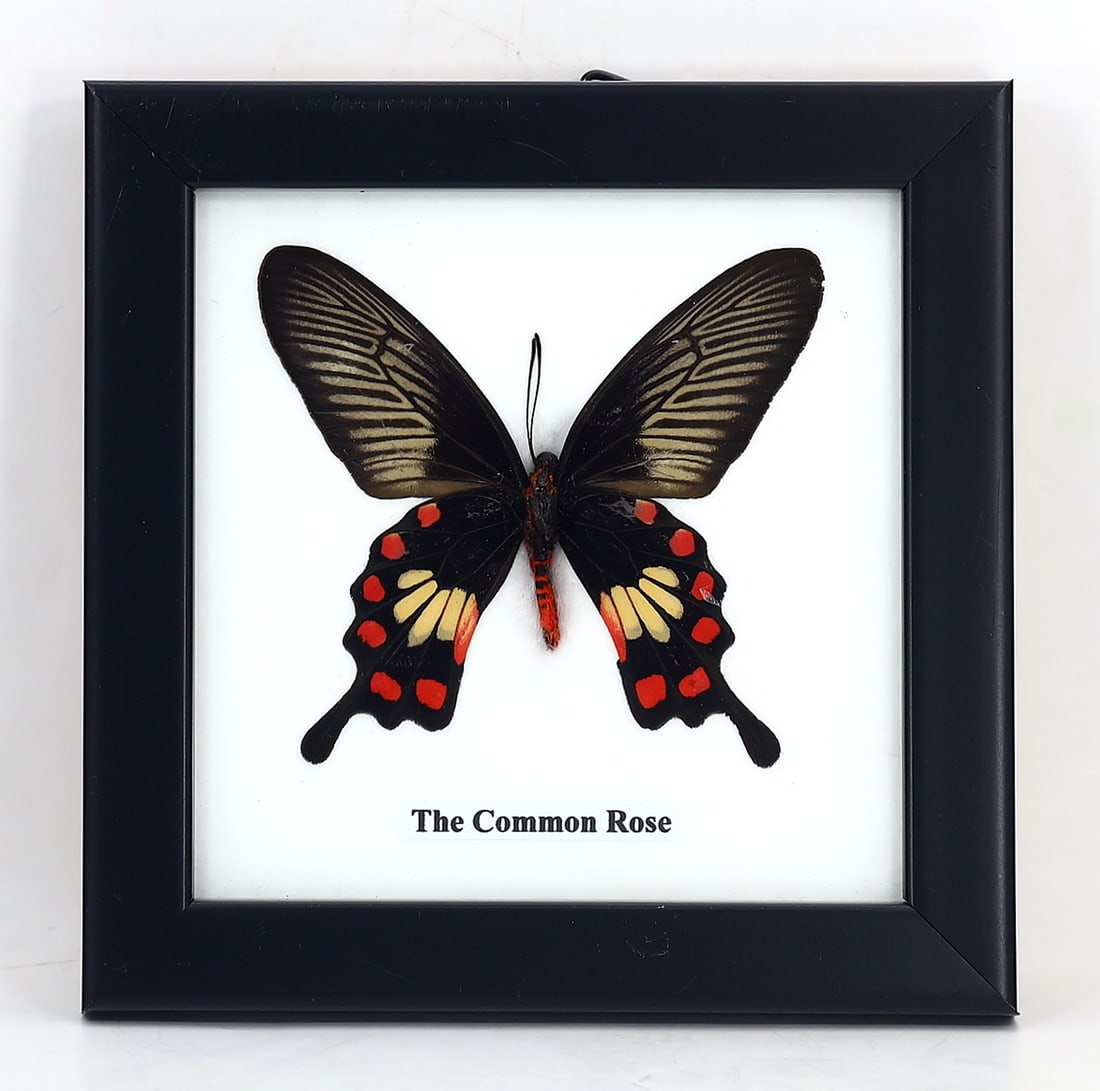 Preserved Taxidermy of The Common Rose Butterfly Insect Bug Specimen: 12x12cm Weight: 100 grams