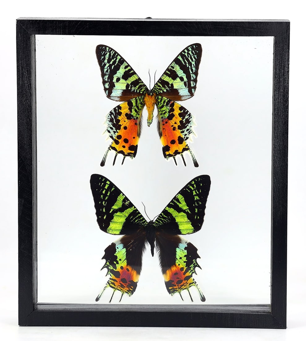 Preserved Taxidermy of Madagascar Urania Ripheus Sunset Moth Butterfly Insect Bug Specimen (1 of 4)