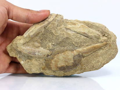 Rare Crab Fossil On Matrix Discover In Southeast Asian: 15x9cm Weight: 310 grams