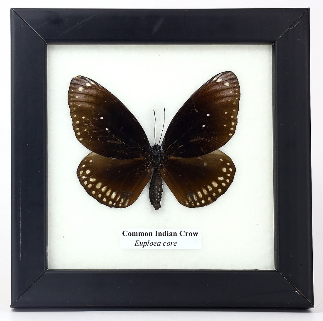 Preserved Taxidermy of Common Indian Crow Butterfly Insect Bug Specimen (1 of 3)