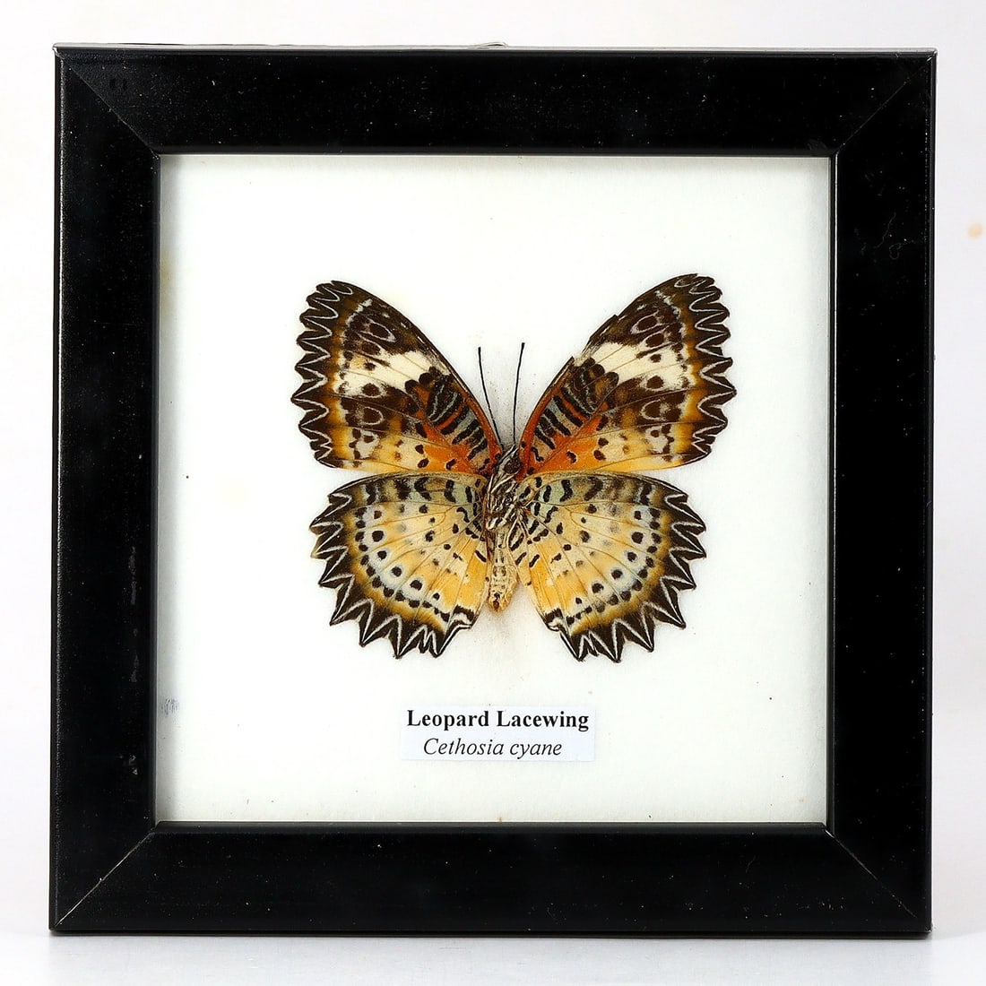 Preserved Taxidermy of Leopard Lacewing Butterfly Insect Bug Specimen (1 of 3)