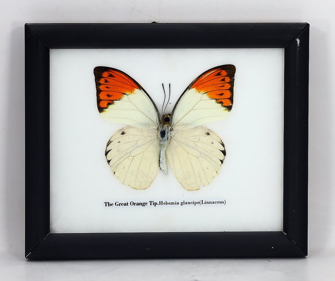Preserved Taxidermy of The Great Orange Tip Butterfly Insect Bug Specimen: 15x12cm Weight: 120 grams