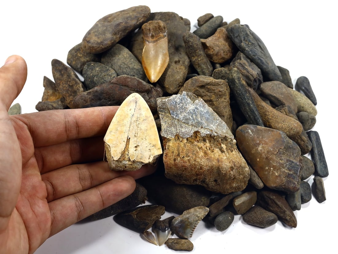 1Kg Parcel of Megalodon Shark Teeth Fossil Parcel Lot (As Pictured): 2-7cm Weight: 1005 grams