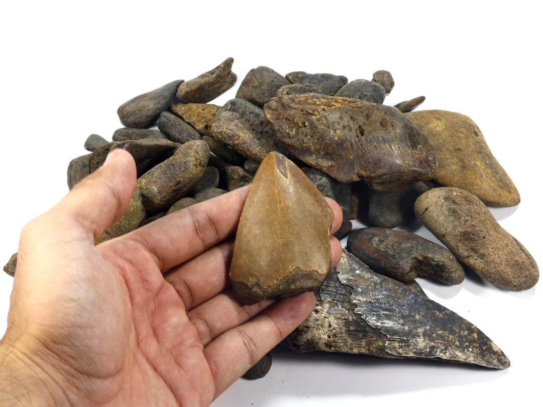 1Kg Parcel of Megalodon Shark Teeth Fossil Parcel Lot (As Pictured): 2-12cm Weight: 1005 grams
