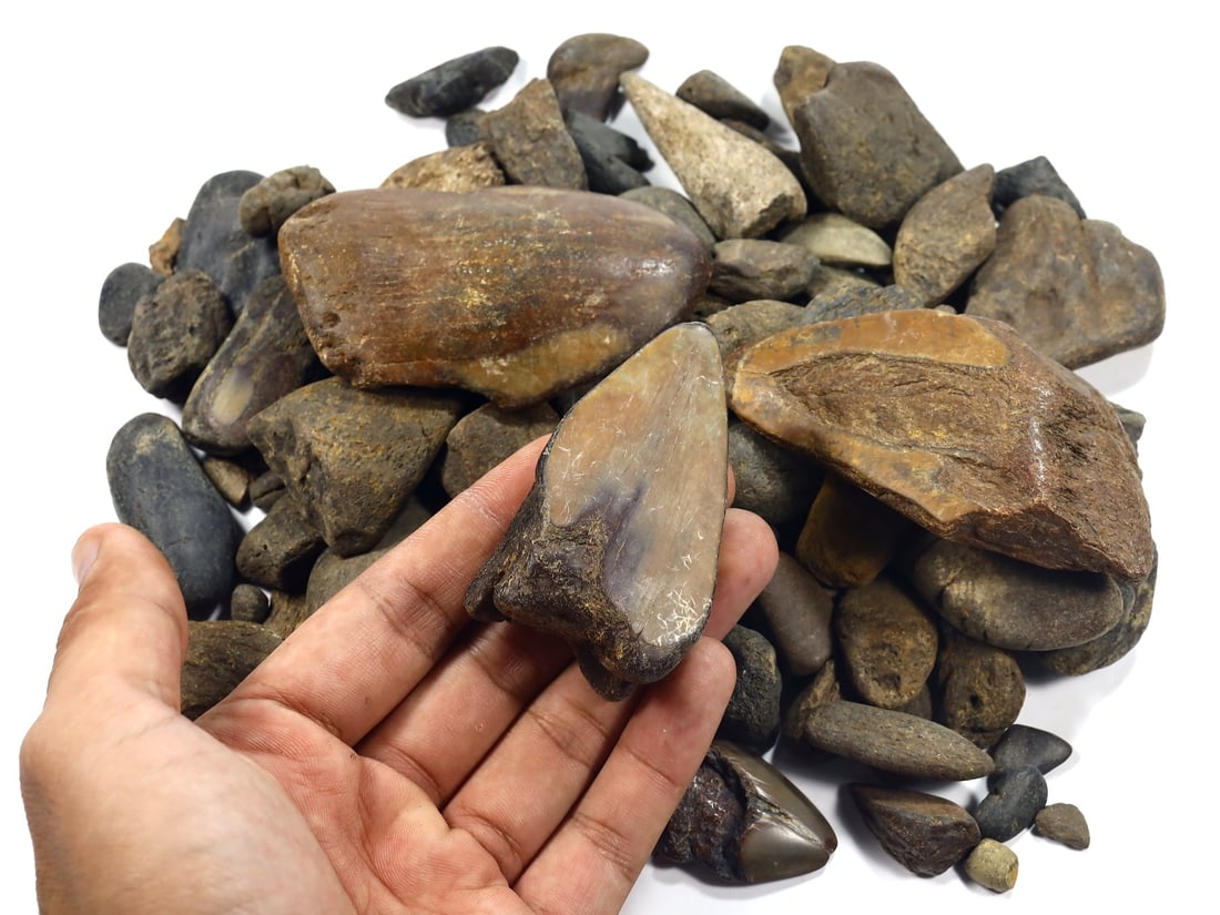 1Kg Parcel of Megalodon Shark Teeth Fossil Parcel Lot (As Pictured): 2-8cm Weight: 1000 grams