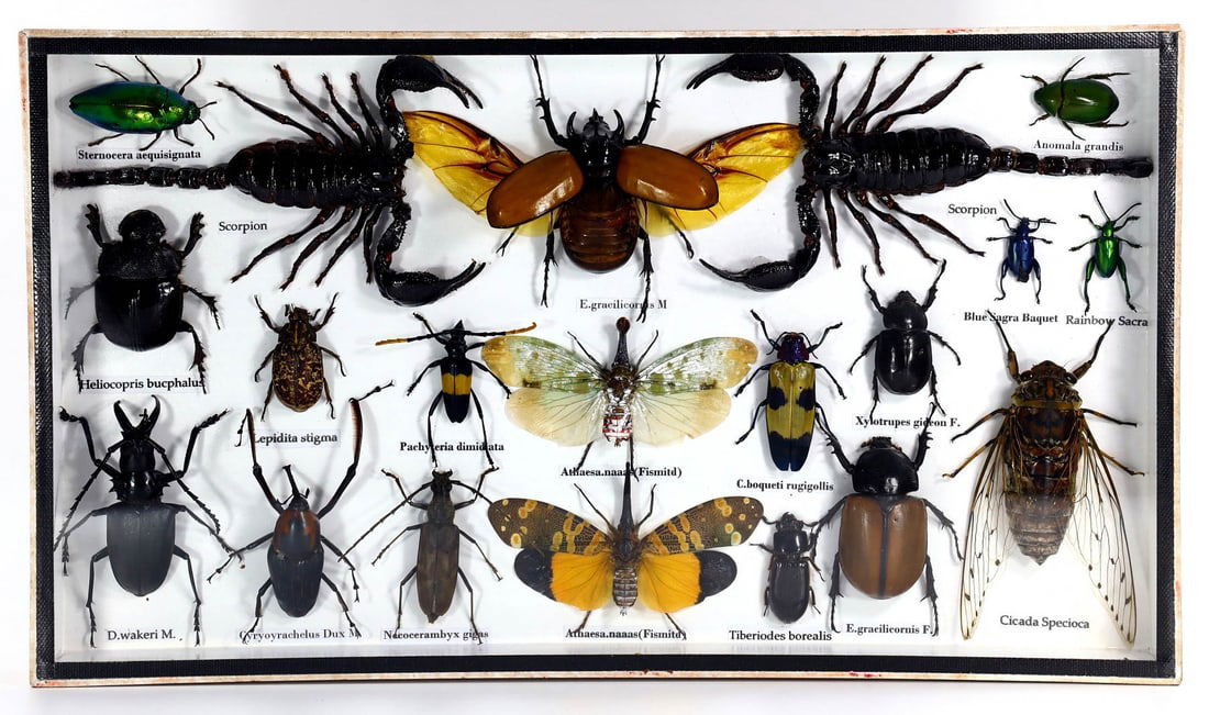 14" Preserved Taxidermy of Mixed Assorted Insect Bug Scorpion Beetle Specimen (1 of 3)