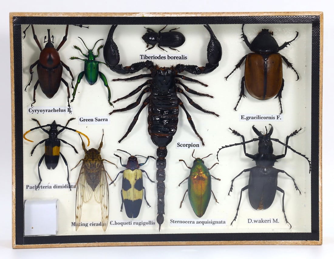 Preserved Taxidermy of Mixed Insect Bug Scorpion Beetle Specimen (1 of 2)
