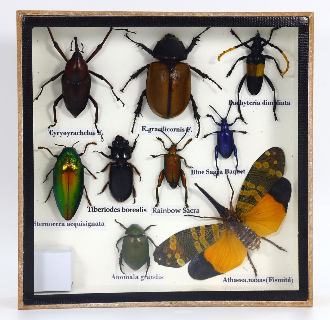 Preserved Taxidermy of Mixed Assorted Insect Bug Beetle Specimen: 15x15cm Weight: 254 grams
