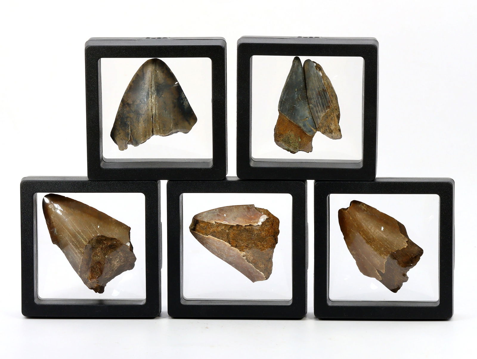 Collection of Megalodon Shark Teeth Fossil: 5-6cm Weight: 213 grams