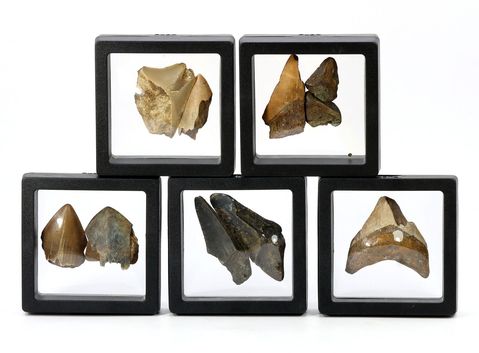 Collection of Megalodon Shark Teeth Fossil: 3-6cm Weight: 184 grams