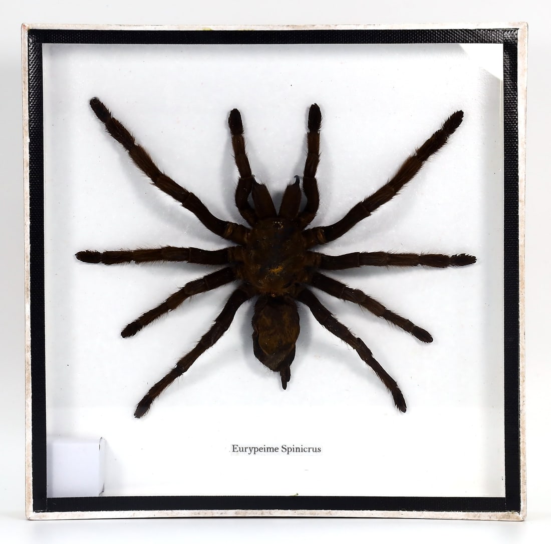 Preserved Taxidermy of Huge Spider Eurypeime Spinicrus Specimen Framed (1 of 2)