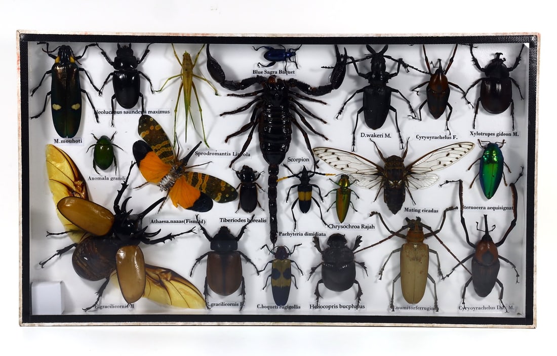 Preserved Taxidermy of Mixed Assorted Insect Bug Beetle Scorpion Specimen Framed (1 of 2)