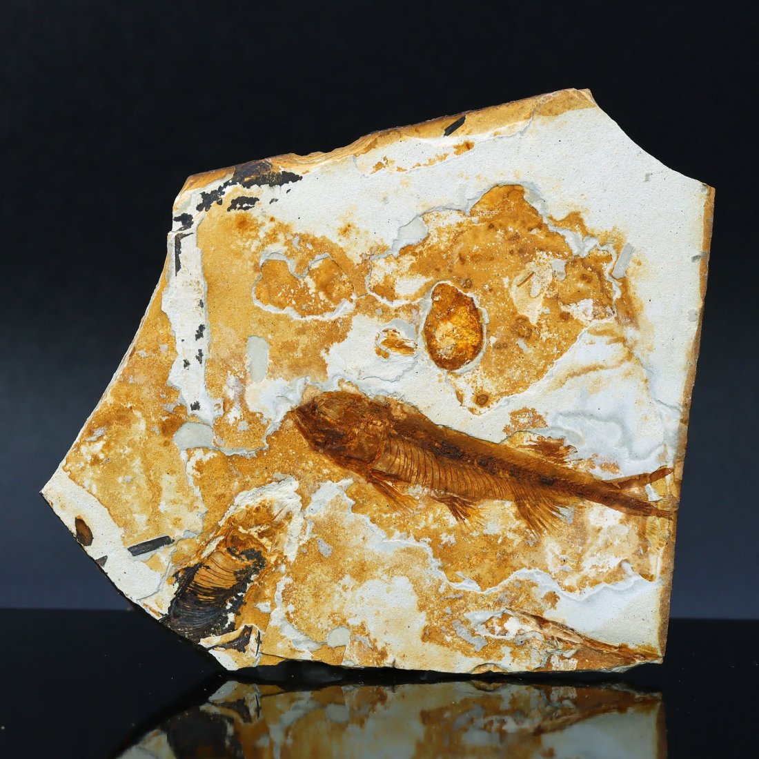 Genuine Lycoptera Fossil Fish Plate Collectible Jurassic Cretaceous Period Specimen: 9x8.5cm Weight: 43grams