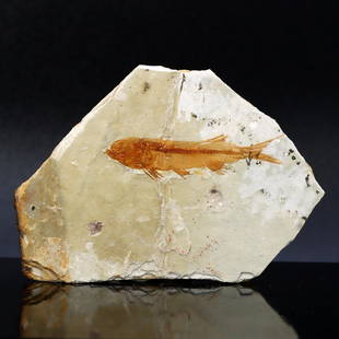 Genuine Lycoptera Fossil Fish Plate Collectible Jurassic Cretaceous Period Specimen: 9x6cm Weight: 40grams