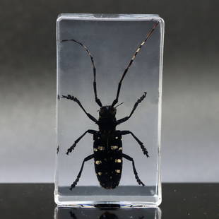 Bug Insect Fossil in Resin Block Art Glass Paperweight Desk Decoration: 7x4cm Weight: 73grams